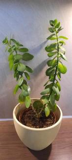 Kalanchoe in pot - zoekt liefdevolle verzorging, Ophalen, Vetplant, Halfschaduw, In pot