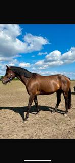 Kwpn paard merrie 4 jaar oud, Dieren en Toebehoren, Merrie