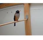 Chinese appelvink, Dieren en Toebehoren, Meerdere dieren, Wildzangvogel, Geringd