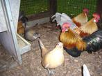 3 mooie krielhaantjes gratis ophalen, Dieren en Toebehoren, Pluimvee, Mannelijk, Kip