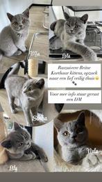 Raszuivere Britse Korthaar kittens, Dieren en Toebehoren, Katten en Kittens | Raskatten | Korthaar, Poes, Ontwormd