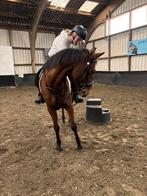 Verzorg pony/paard GEZOCHT!!, Vacatures, Overige niveaus, Overige vormen