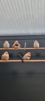 Zebravink mutaties, Meerdere dieren