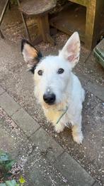 Roemeense Terrier, Dieren en Toebehoren, Particulier, Rabiës (hondsdolheid), Overige rassen, 1 tot 2 jaar
