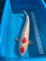 Tancho koi, Dieren en Toebehoren, Vissen | Vijvervissen, Karper of Koi