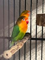 2x agapornis. incl. toebehoren!, Dieren en Toebehoren, Vogels | Parkieten en Papegaaien, Geslacht onbekend, Dwergpapegaai of Agapornis