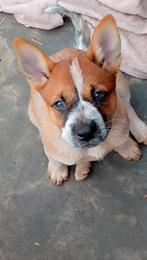 Australian cattle dog, 8 tot 15 weken, Teef, Meerdere, Nederland