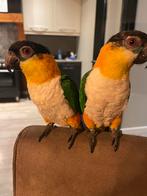 Zwartkop  caique’s, Dieren en Toebehoren, Vogels | Parkieten en Papegaaien, Meerdere dieren, Papegaai