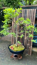 Bonsai eikenboom, Overige soorten, 100 tot 250 cm, Zomer, Ophalen