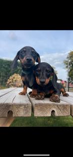 Dwerg teckel teckels pups, Dieren en Toebehoren, Rabiës (hondsdolheid), Reu, 8 tot 15 weken, Korthaar