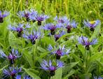 Bio Korenbloem P9 - Paars, Ophalen of Verzenden, Overige soorten, Minder dan 100 cm