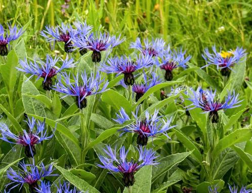 Bio Korenbloem P9 - Paars, Tuin en Terras, Planten | Struiken en Hagen, Overige soorten, Minder dan 100 cm, Ophalen of Verzenden