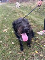 CHARMANT KNAP REUTJE HOOVER (MIDDELMAAT) HOUD VAN KROELEN, Particulier, Rabiës (hondsdolheid), 15 weken tot 1 jaar, Reu