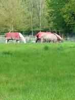 Paddock paradijs veldhoven, Dieren en Toebehoren, Stalling en Weidegang