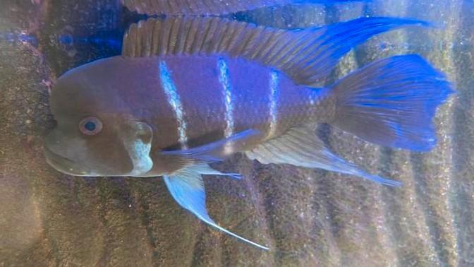 Mooie Frontosa's en meerval incl aquarium en toebehoren, Dieren en Toebehoren, Vissen | Aquariumvissen, Zoetwatervis, Vis