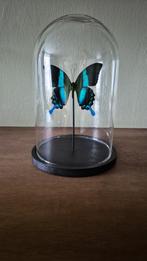 Papilio blumei in stolp | Opgezette vlinder | Taxadermie, Ophalen of Verzenden, Nieuw, Insect, Opgezet dier