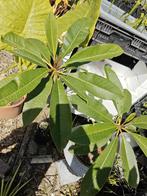 Plumeria Alba, Volle zon, Vaste plant, Zomer, Ophalen