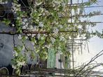 malus red sentinel, Overige soorten, Lente, 100 tot 250 cm, Ophalen