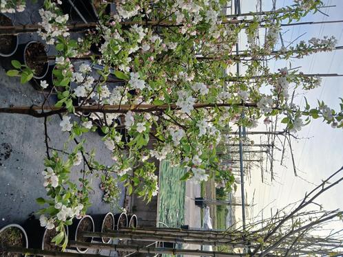 malus red sentinel, Tuin en Terras, Planten | Bomen, Overige soorten, 100 tot 250 cm, Volle zon, Lente, In pot, Ophalen