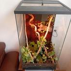 TERRARIUM compleet ingericht, Dieren en Toebehoren, Ophalen, Gebruikt, Terrarium of Paludarium