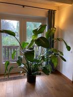 Strelitzia XXL 180cm, Huis en Inrichting, Ophalen, Overige soorten, 150 tot 200 cm, Volle zon
