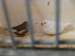 Koppel zebravinken, Dieren en Toebehoren, Vogels | Overige Vogels, Meerdere dieren