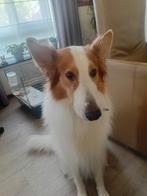 Te koop Schotse Collie, Dieren en Toebehoren, Honden | Herdershonden en Veedrijvers, Rabiës (hondsdolheid), Reu, Collie, Eén hond