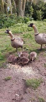 Hawaii ganzen kweek koppel, Dieren en Toebehoren, Pluimvee, Meerdere dieren, Gans of Zwaan