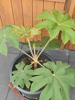 Tetrapanax Papyrifera Steroidal Giant, Ophalen, Zomer, Volle zon
