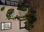 Grote monstera plant, Huis en Inrichting, Kamerplanten, Ophalen, Halfschaduw, Minder dan 100 cm