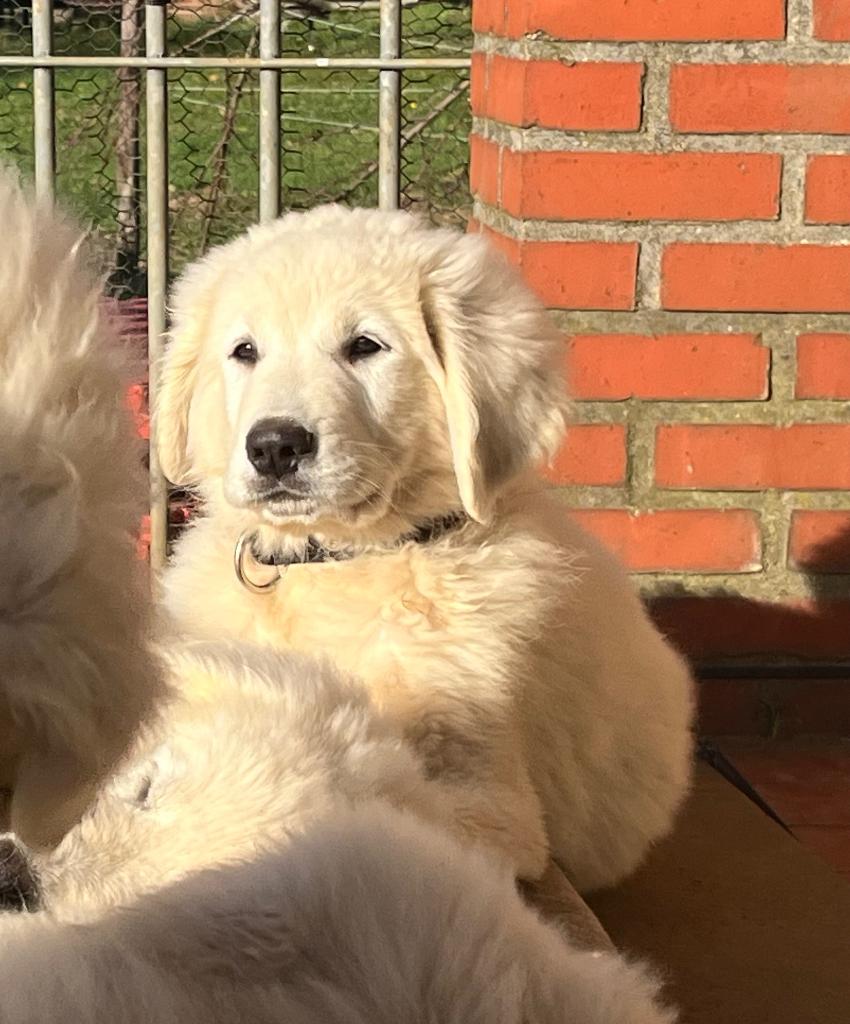 Slovensky Cuvac pups - een gouden hart in een witte vacht, Dieren en Toebehoren, Honden | Herdershonden en Veedrijvers, Meerdere dieren