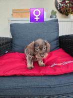 mooie ruwhaar teckel pups, Dieren en Toebehoren, Honden | Teckels en Dashonden, België, Rabiës (hondsdolheid), 8 tot 15 weken