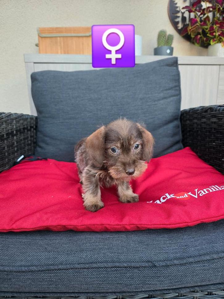 mooie ruwhaar teckel pups, Dieren en Toebehoren, Honden | Teckels en Dashonden, Meerdere dieren, Ruwhaar, Dwerg, Fokker | Professioneel