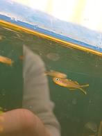 Regenboog zalm, Dieren en Toebehoren, Vis