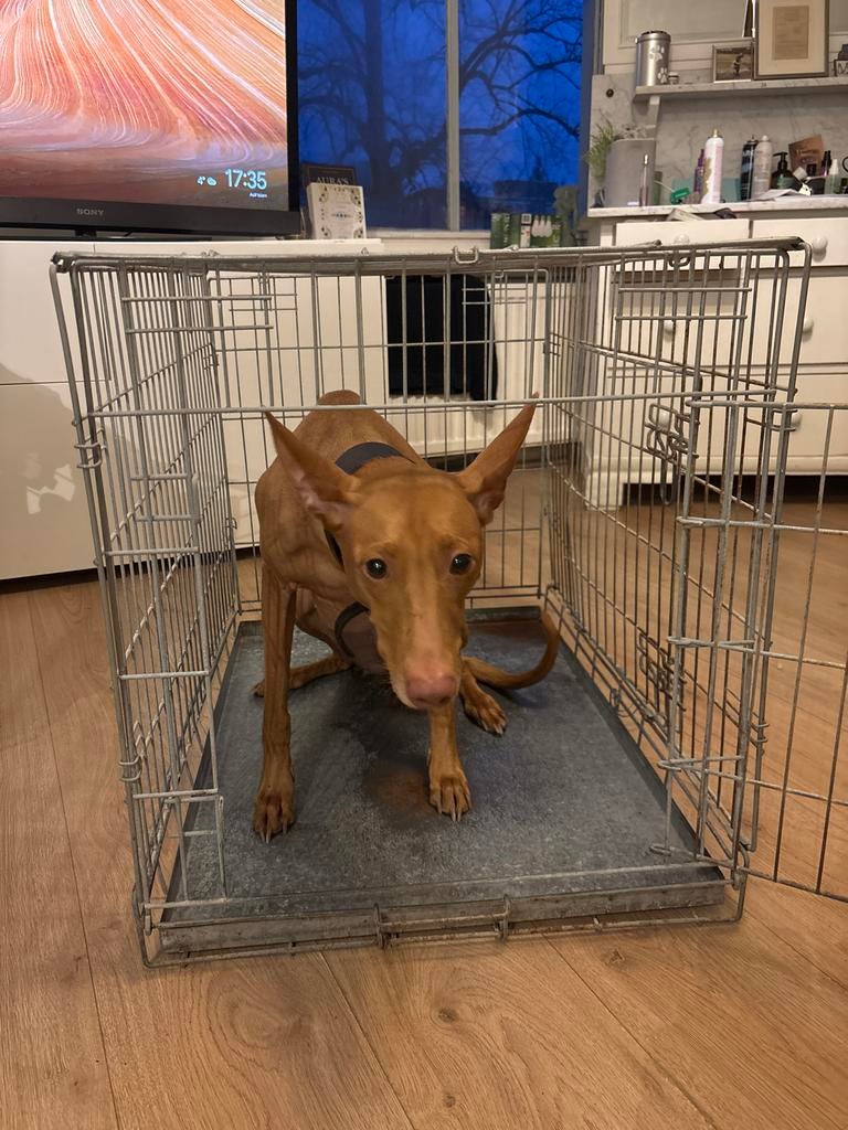 Honden bench, Dieren en Toebehoren, Ophalen of Verzenden