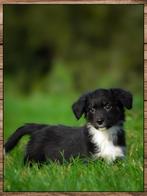 Schattige kruising friesestabij pups mogen verhuizen, Overige rassen, 8 tot 15 weken, CDV (hondenziekte), Meerdere