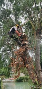Boomverzorging, Diensten en Vakmensen, Tuinmannen en Stratenmakers, Garantie, Tuinonderhoud of Snoeiwerk