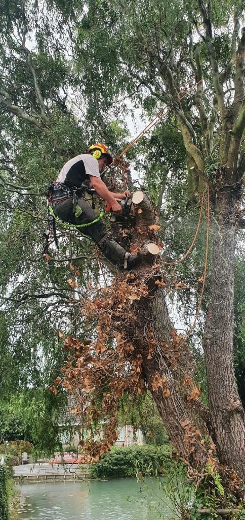 Boomverzorging, Diensten en Vakmensen, Tuinmannen en Stratenmakers, Tuinonderhoud of Snoeiwerk, Garantie