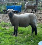 HAMPSHIRE DOWN VOLBLOED RAM, Dieren en Toebehoren, Schapen, Geiten en Varkens, Mannelijk, Schaap, 0 tot 2 jaar
