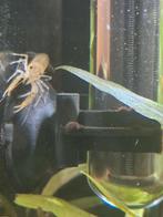 Dwerg kreeftjes, Dieren en Toebehoren, Vis