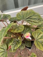 Kamerplant, Ophalen, Halfschaduw, Minder dan 100 cm