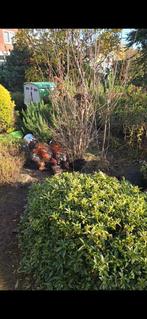 Prachtige Brahma haan, Dieren en Toebehoren, Pluimvee, Mannelijk, Kip