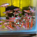 Notropis chrosomus, rainbow shiner, Dieren en Toebehoren, Overige soorten