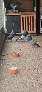 Te koop horseman kroppers, Dieren en Toebehoren, Vogels | Duiven, Vrouwelijk