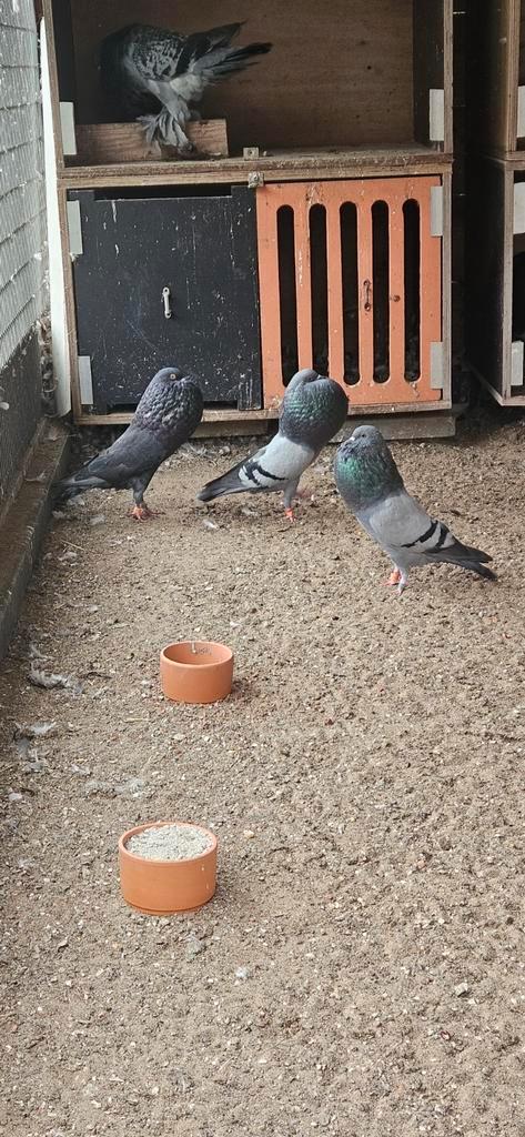 Te koop horseman kroppers, Dieren en Toebehoren, Vogels | Duiven, Vrouwelijk