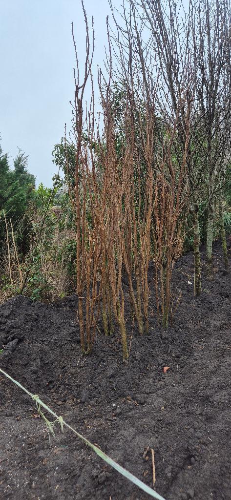 zuilsierkers (Prunus serrulata ‘Amanogawa’), Tuin en Terras, Planten | Bomen, Overige soorten, 100 tot 250 cm, Volle zon, Lente