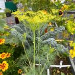Biologisch dillezaad, Ophalen of Verzenden, Zomer, Overige soorten, Volle zon