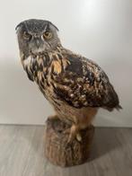 Oehoe, Ophalen, Zo goed als nieuw, Vogel, Opgezet dier