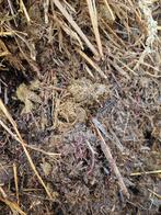 Gratis biologische mest - MEDICATIE VRIJ, Ophalen, Compost