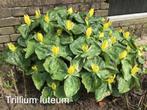 Trillium luteum - zeldzaam, Tuin en Terras, Planten | Tuinplanten, Volledige schaduw, Vaste plant, Lente, Overige soorten